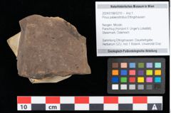 Foto (Objekt + Etikett) von Pinus palaeostrobus Ettingshausen (NHMW-GEO-2024-0188-0210)